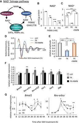 Attenuated SIRT1 Activity Leads to PER2 Cytoplasmic Localization and Dampens the Amplitude of Bmal1 Promoter-Driven Circadian Oscillation